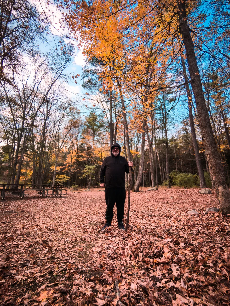 A person walks among tall trees on a floor of leaves.