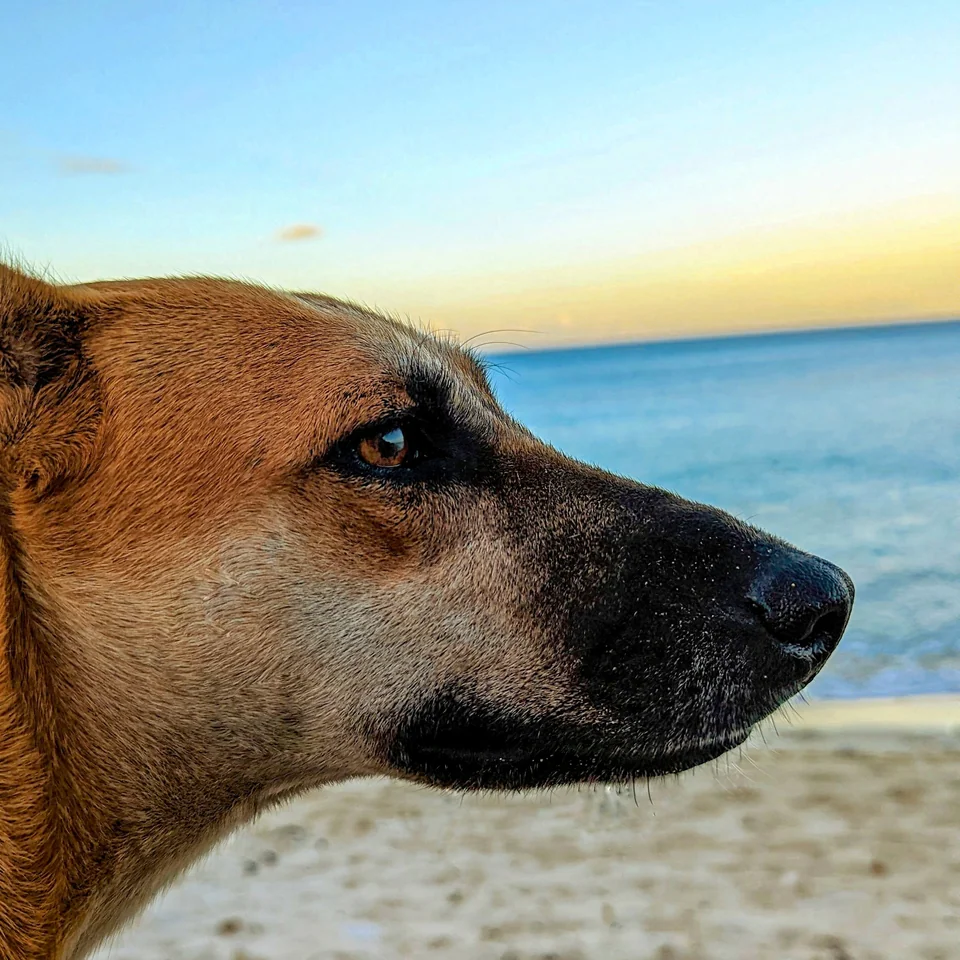 Profile of a white and tan dog with the sea behind.