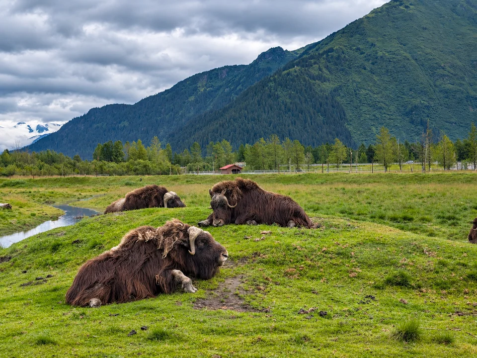 Animals resting in a green meadow at the foot of a mountain.