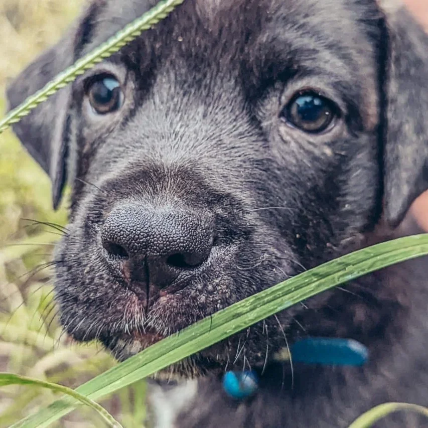 Close-up of a dark puppy among green leaves.