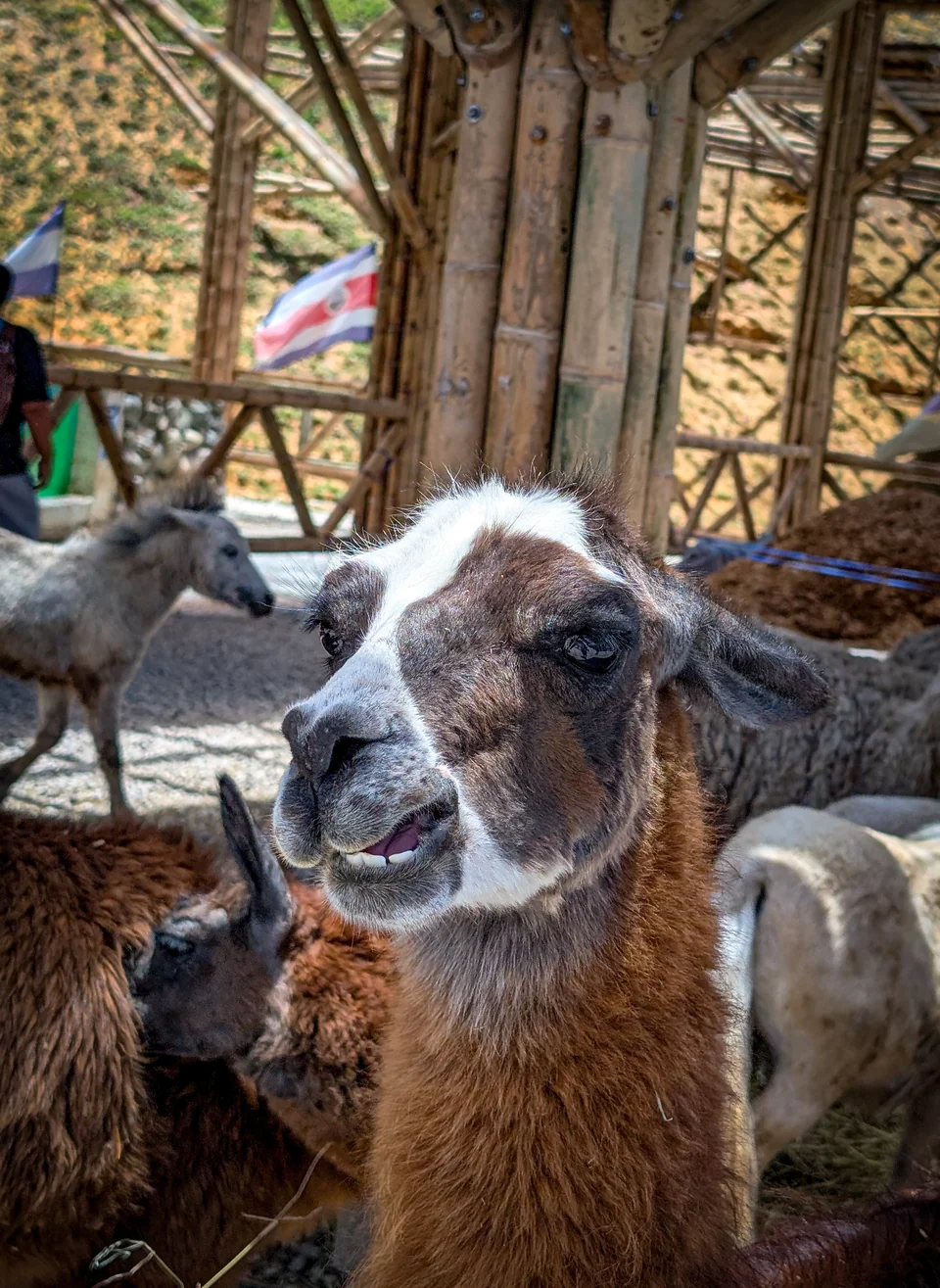 Close-up of a llama with a mottled coat looking at the camera.