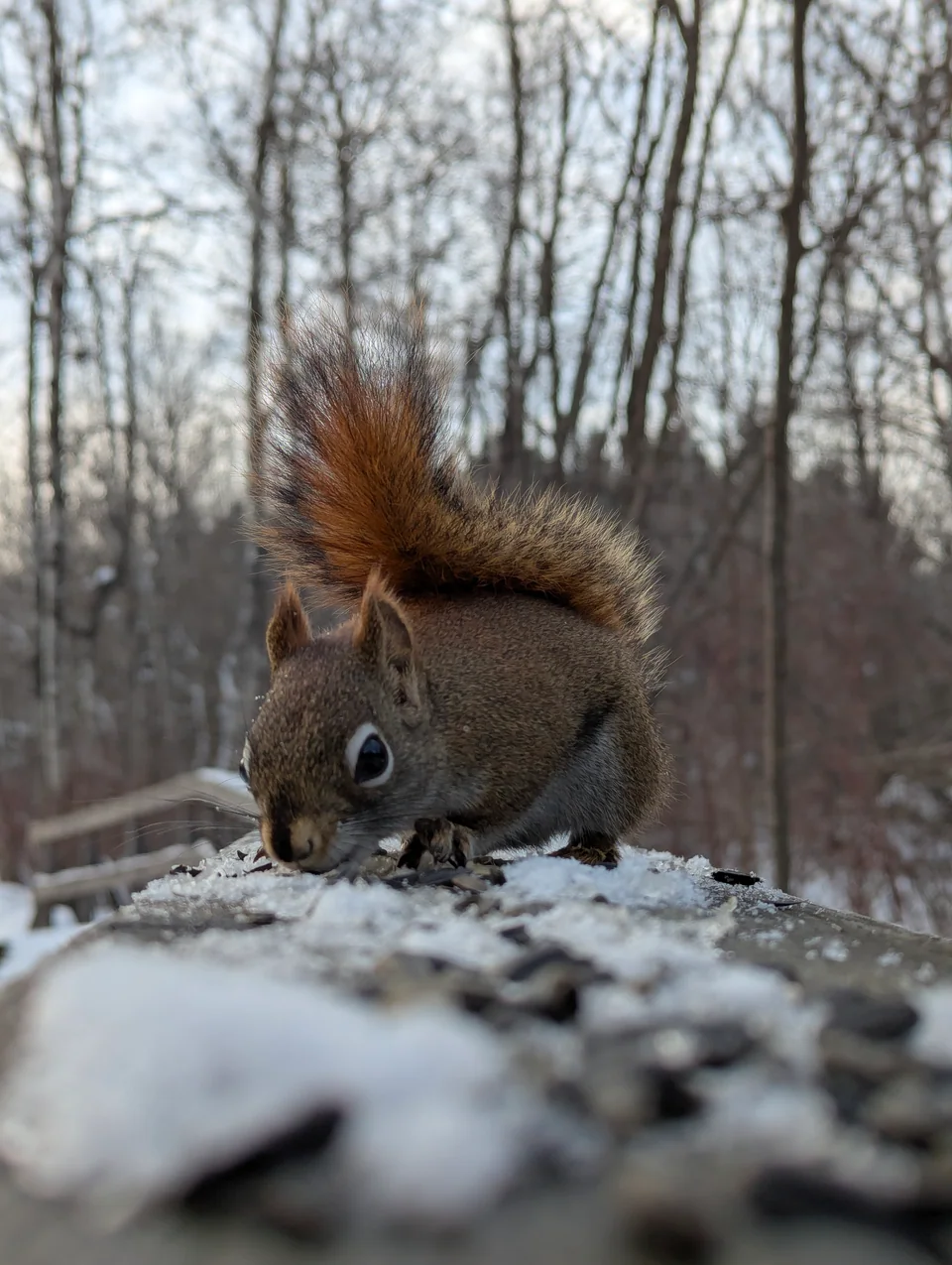 A red squirrel eats seeds on a snowy surface in the forest.