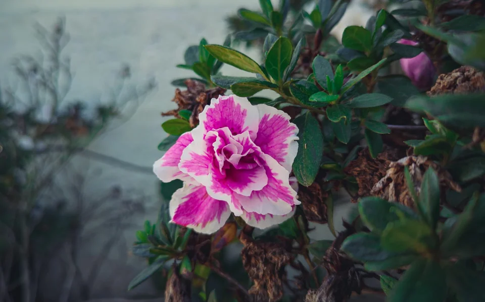 Pink-toned rose among green leaves.