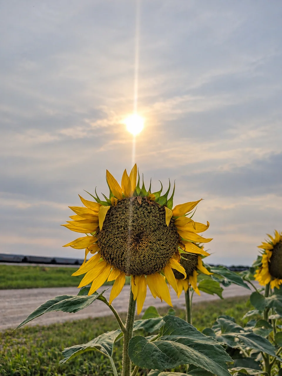 Sunflower in the foreground with the low sun behind it.