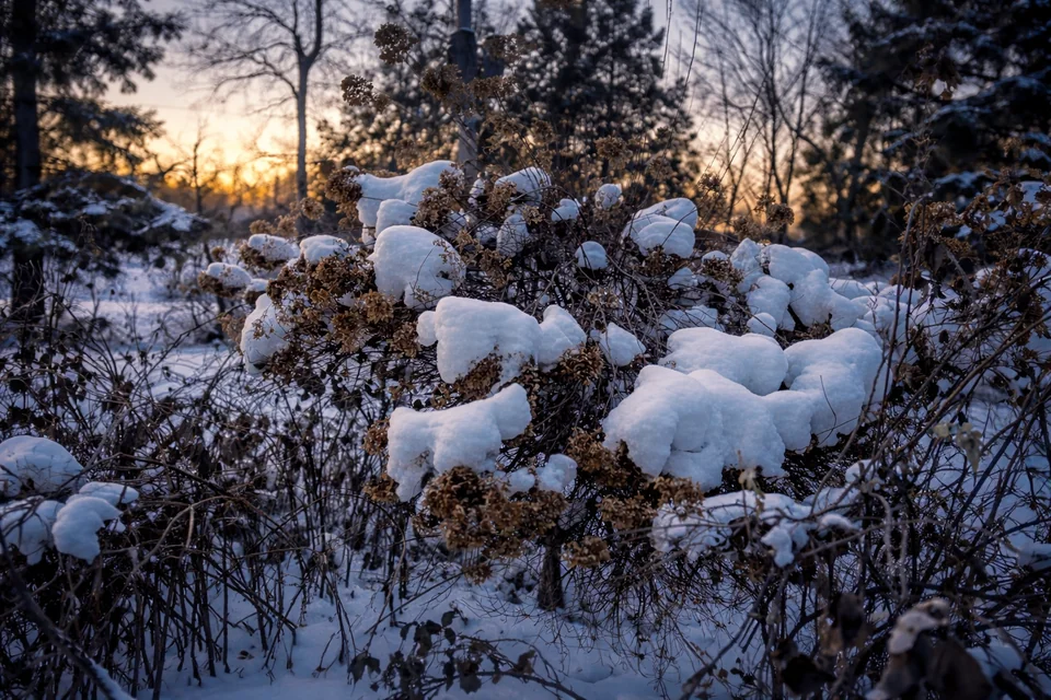 Snow-covered branches and rocks in forest light.