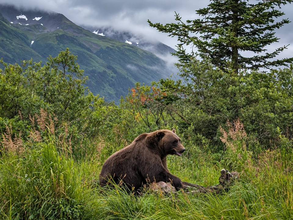 A brown bear sitting in tall grass, with cloudy mountains behind.