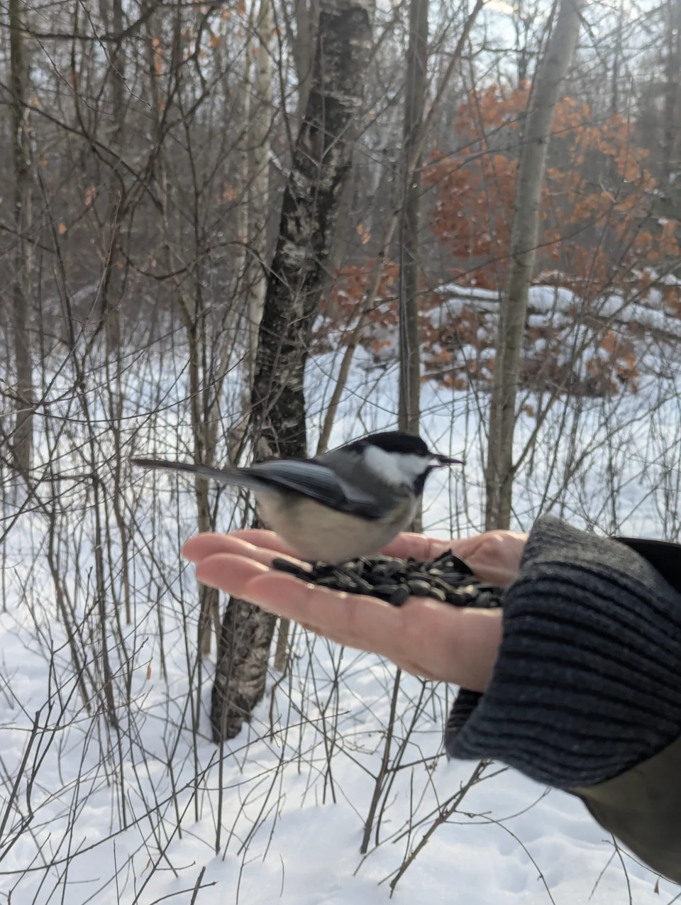 A bird approaches an outstretched hand in a snowy forest.