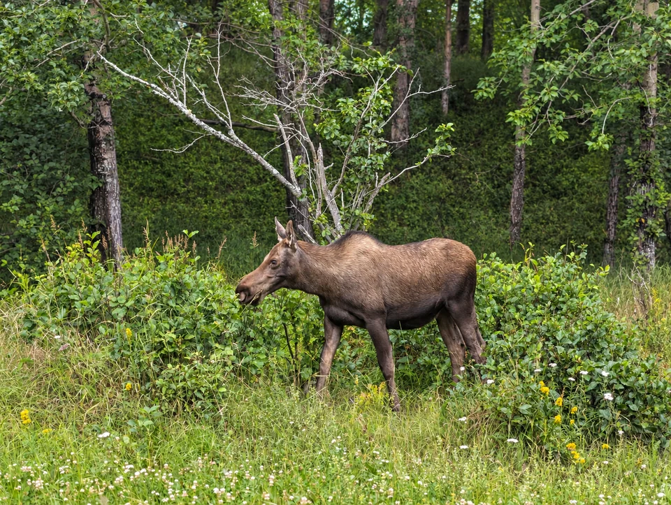 A moose in profile in a forest clearing.