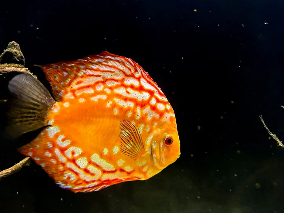 Orange fish with pale spots, lit against a dark background.