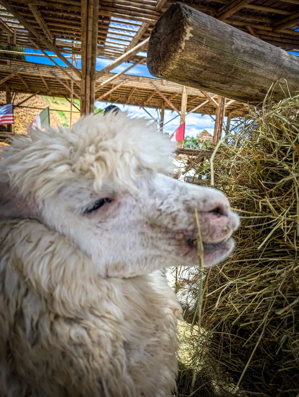 A white alpaca eats hay under a wooden roof.