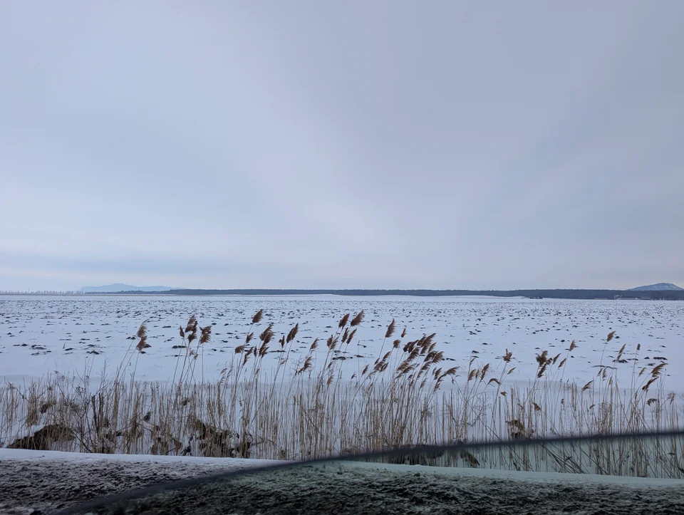 Shore of a frozen lake with dry reeds under an even gray sky.
