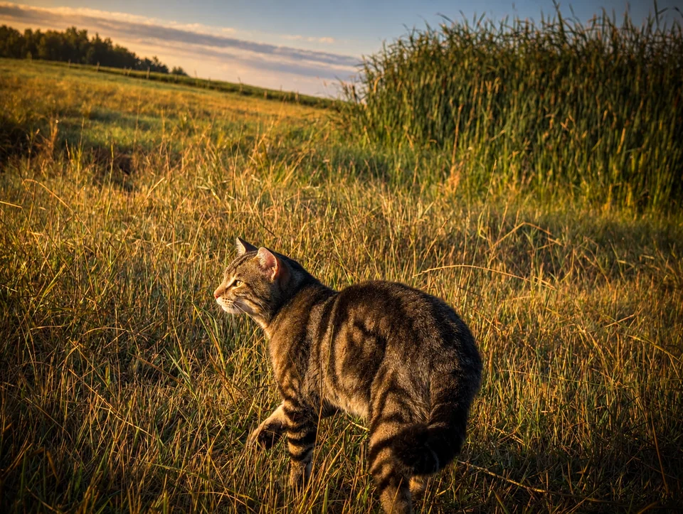A cat walks through golden grass at sunset.