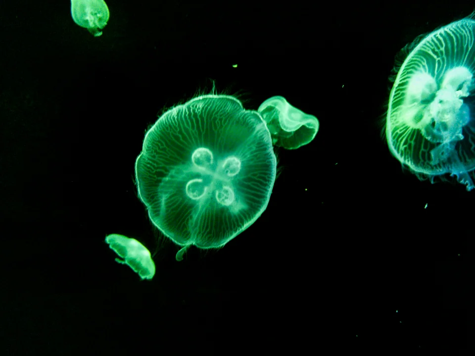 Glowing green jellyfish suspended in dark water.