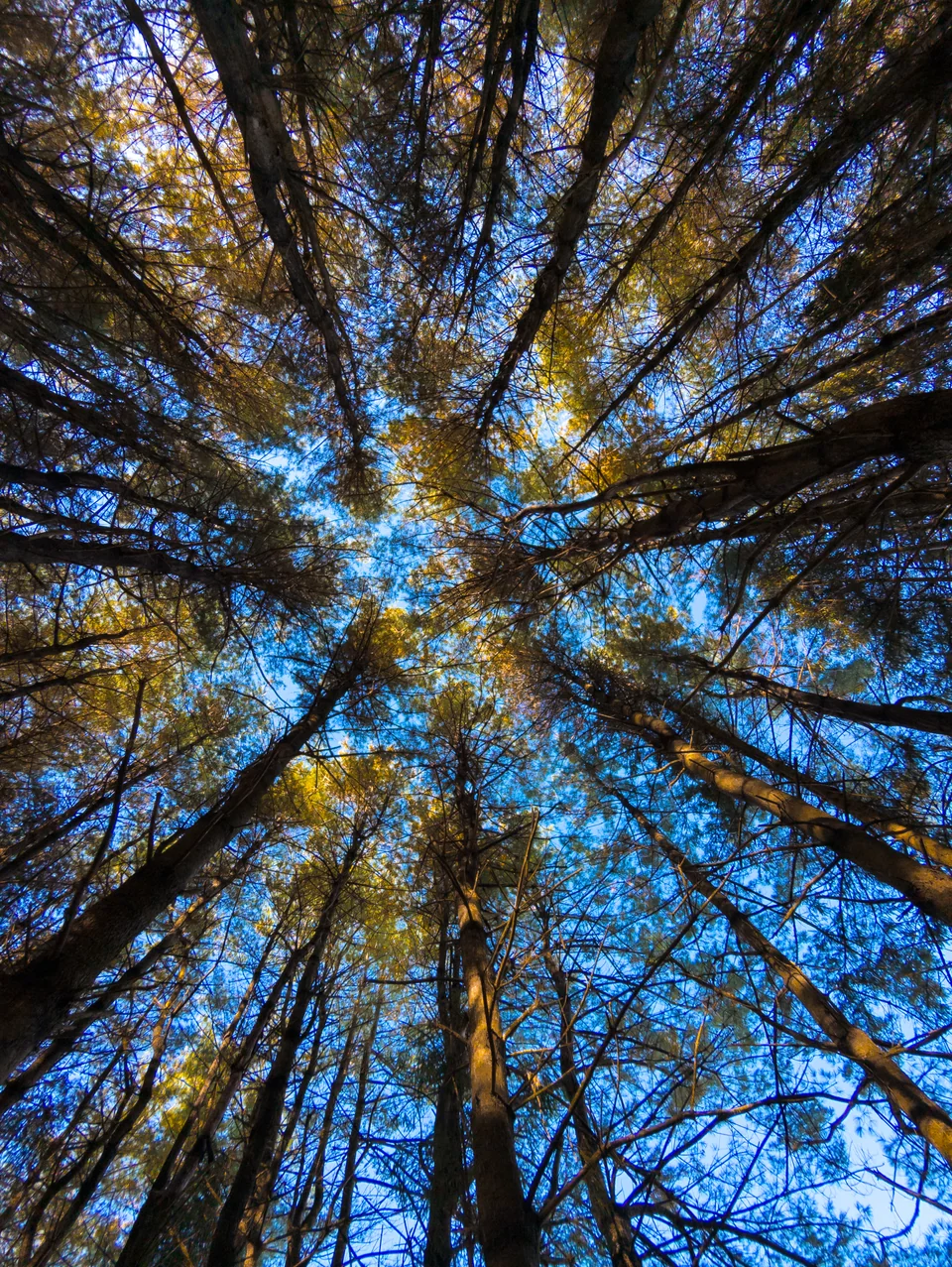 Treetops seen from below, converging toward a blue sky.