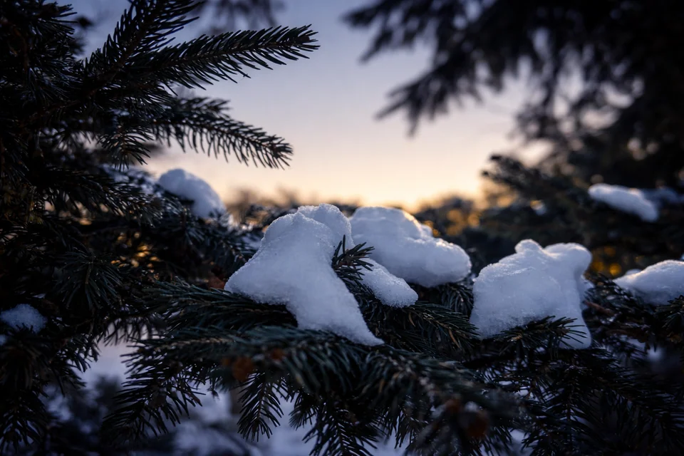 Snow on pine branches with sunset light behind.