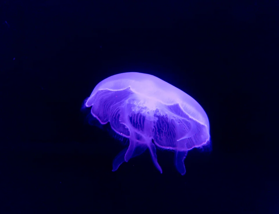 Illuminated violet jellyfish on a black background.