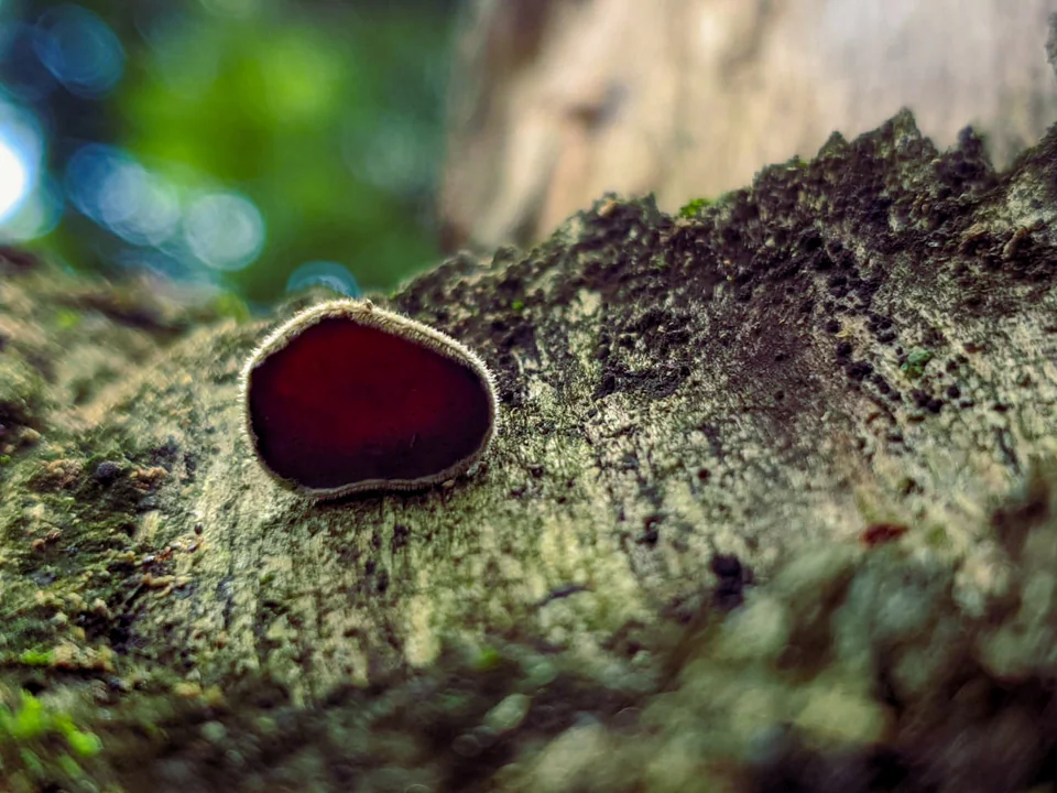 Small reddish mushroom on a moss-covered surface.