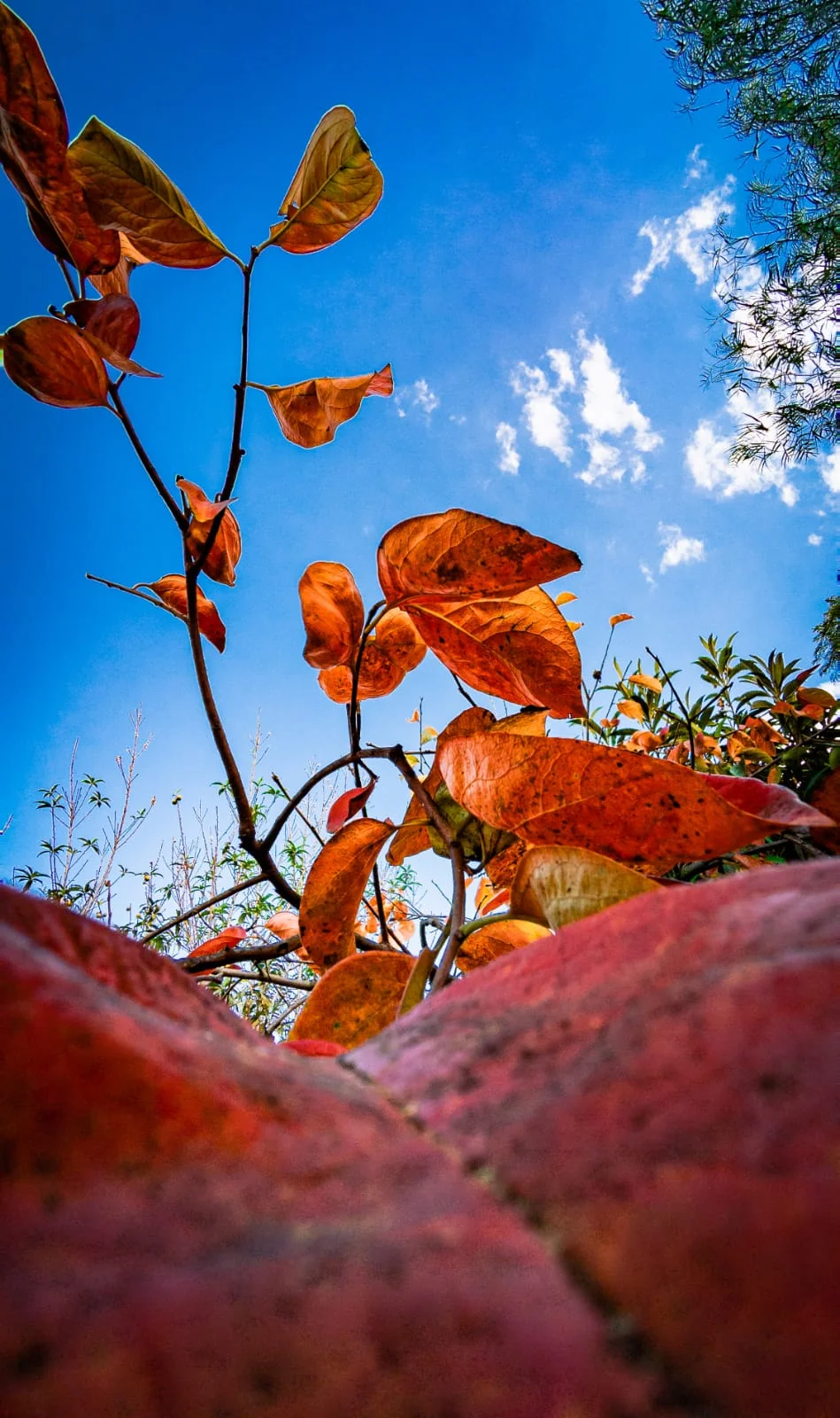 Red flowers and foliage seen from below against a blue sky.