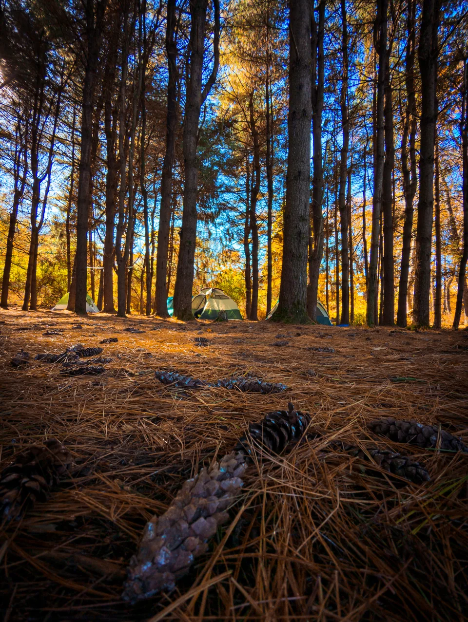 Pine cones and dry needles on a pine forest floor, with tall trunks behind.