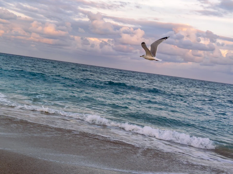 A bird flies over the sea under a pink sky.