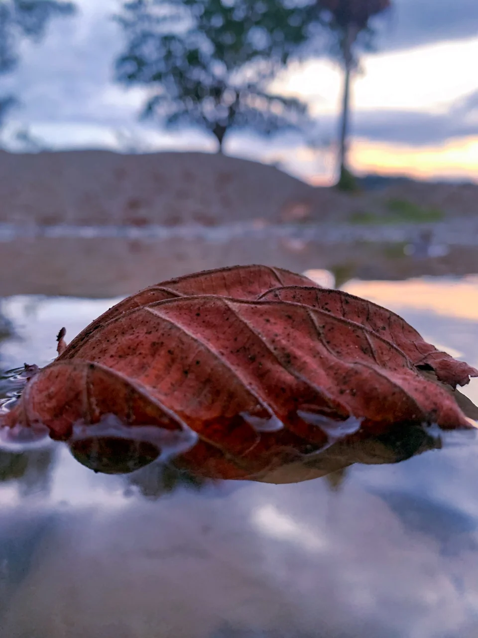 Reddish leaf on a damp trunk in the foreground.
