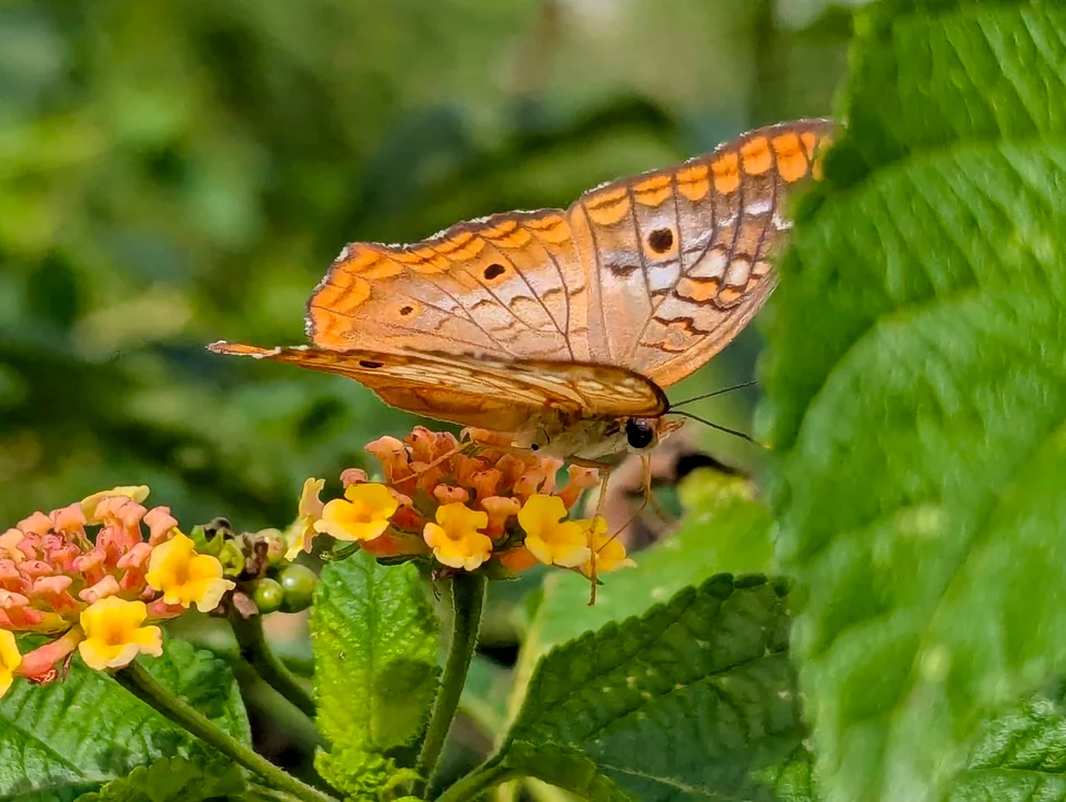 Orange butterfly resting on small yellow flowers.